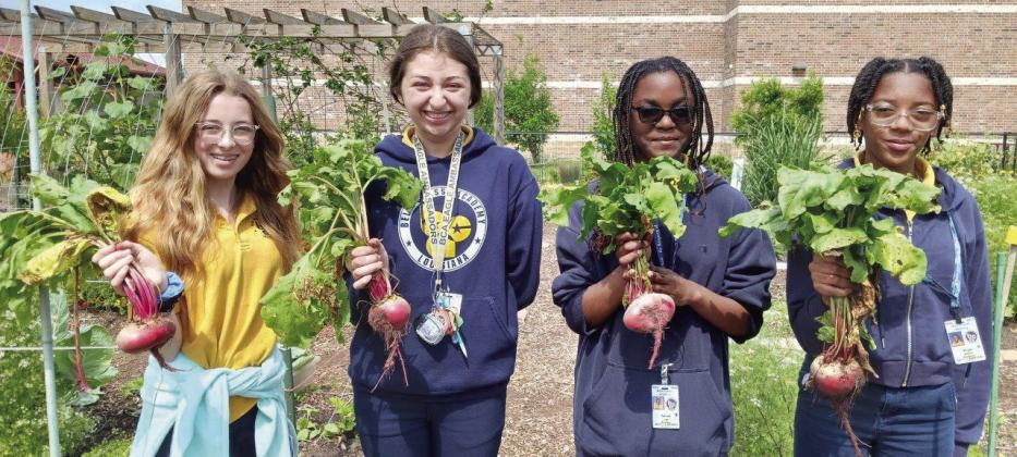 Spring time in the Belle Chasse Academy (BCA) school garden is a great time for harvesting beets. ‘Guerrilla Gardening’ students (Madison Holliday, Lana Dowden, Taliyah Lee and Aliyah Alston) delivered their harvest to the culinary department to use in their recipes.